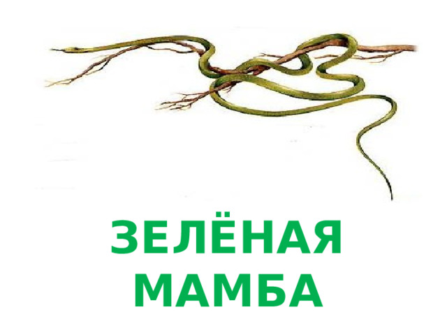 ЗЕЛЁНАЯ МАМБА