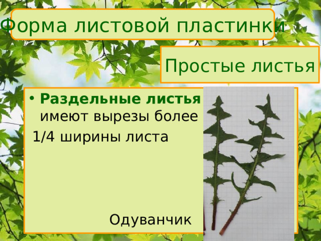 Форма листовой пластинки Простые листья Раздельные листья  имеют вырезы более  1/4 ширины листа  Одуванчик