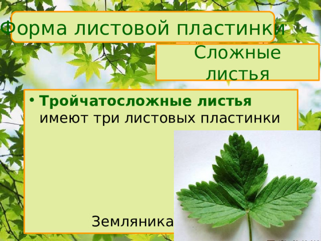 Форма листовой пластинки Сложные листья Тройчатосложные листья  имеют три листовых пластинки    Земляника