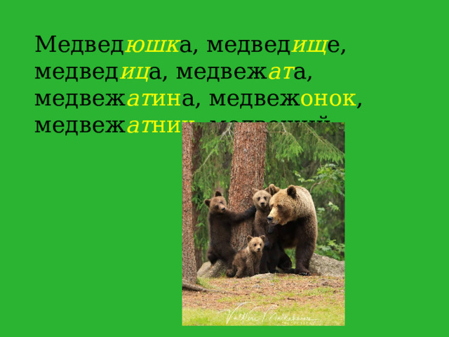 Медвед юшк а, медвед ищ е, медвед иц а, медвеж ат а, медвеж ат ин а, медвеж онок , медвеж ат ник , медвеж ий .