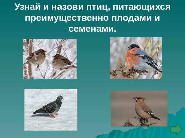 Узнай и назови птиц, питающихся преимущественно плодами и семенами.