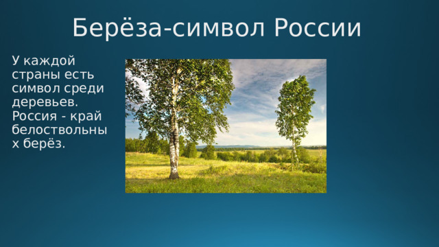 Берёза-символ России У каждой страны есть символ среди деревьев. Россия - край белоствольных берёз.