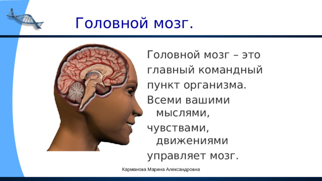 Головной мозг. Головной мозг – это главный командный пункт организма. Всеми вашими мыслями, чувствами, движениями управляет мозг. Карманова Марина Александровна