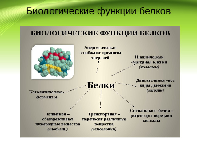 Биологические функции белков