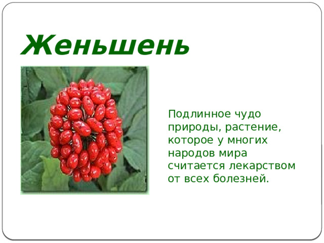 Женьшень Подлинное чудо природы, растение, которое у многих народов мира считается лекарством от всех болезней.