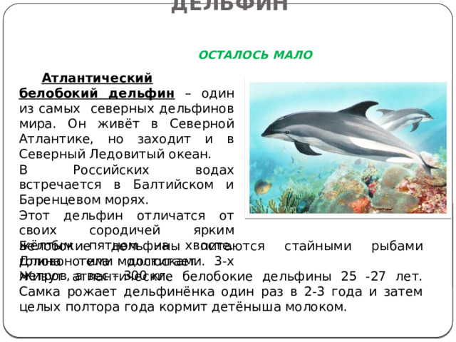 АНТЛАНТИЧЕСКИЙ БЕЛОБОКИЙ ДЕЛЬФИН   ОСТАЛОСЬ МАЛО  Атлантический белобокий дельфин – один из самых северных дельфинов мира. Он живёт в Северной Атлантике, но заходит и в Северный Ледовитый океан. В Российских водах встречается в Балтийском и Баренцевом морях. Этот дельфин отличатся от своих сородичей ярким жёлтым пятном на хвосте. Длина тела достигает 3-х метров, а вес – 300 кг. Белобокие дельфины питаются стайными рыбами головоногими моллюсками. Живут атлантические белобокие дельфины 25 -27 лет. Самка рожает дельфинёнка один раз в 2-3 года и затем целых полтора года кормит детёныша молоком.