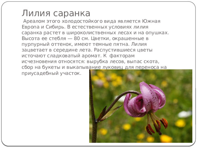 Лилия саранка  Ареалом этого холодостойкого вида является Южная Европа и Сибирь. В естественных условиях лилия саранка растет в широколиственных лесах и на опушках. Высота ее стебля — 80 см. Цветки, окрашенные в пурпурный оттенок, имеют темные пятна. Лилия зацветает в середине лета. Распустившиеся цветы источают сладковатый аромат. К факторам исчезновения относятся: вырубка лесов, выпас скота, сбор на букеты и выкапывание луковиц для переноса на приусадебный участок.