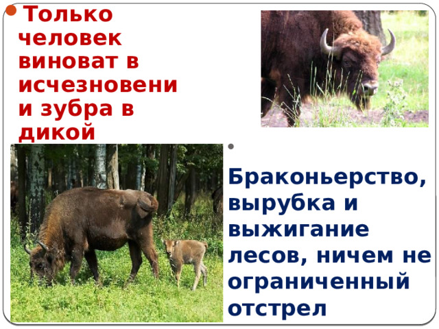 Только человек виноват в исчезновении зубра в дикой природе.   Браконьерство, вырубка и выжигание лесов, ничем не ограниченный отстрел животных.