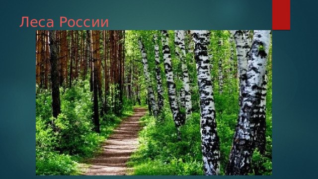 Леса  России