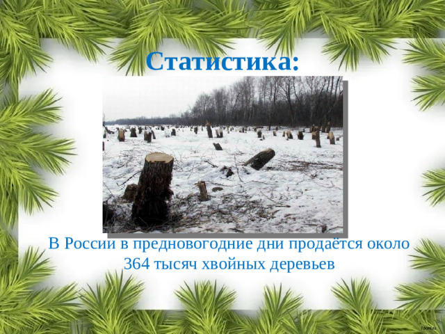 Статистика: В России в предновогодние дни продаётся около 364 тысяч хвойных деревьев