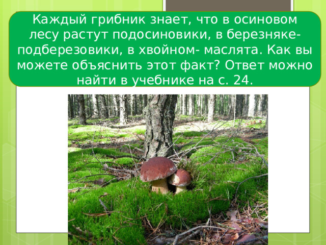Каждый грибник знает, что в осиновом лесу растут подосиновики, в березняке- подберезовики, в хвойном- маслята. Как вы можете объяснить этот факт? Ответ можно найти в учебнике на с. 24.