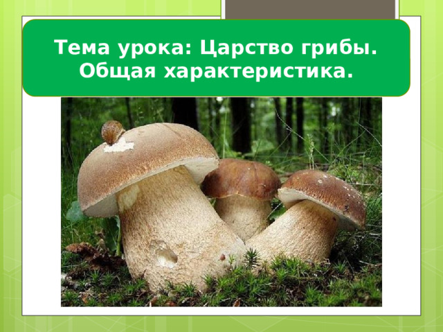 Тема урока: Царство грибы. Общая характеристика.