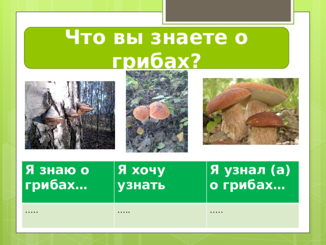 Что вы знаете о грибах? Я знаю о грибах… … .. Я хочу узнать Я узнал (а) о грибах… ..... … ..