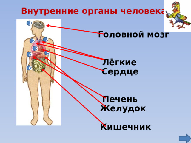 Внутренние органы человека 1 Головной мозг 2 2 3 5 4 Лёгкие Сердце 6 Печень Желудок Кишечник