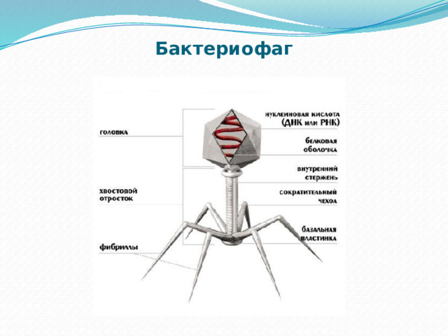 Бактериофаг