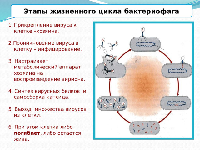 Этапы жизненного цикла бактериофага Прикрепление вируса к клетке –хозяина. 2.Проникновение вируса в клетку – инфицирование. 3. Настраивает метаболический аппарат хозяина на воспроизведение вириона. 4. Синтез вирусных белков и самосборка капсида. 5. Выход множества вирусов из клетки. 6. При этом клетка либо погибает , либо остается жива.