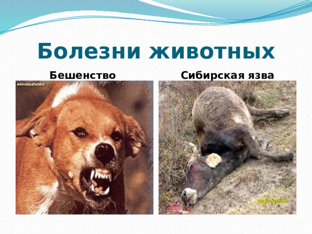 Болезни животных Бешенство  Сибирская язва