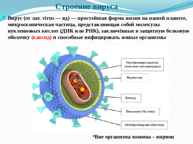 Строение вируса Вирус (от лат. virus — яд) — простейшая форма жизни на нашей планете, микроскопическая частица, представляющая собой молекулы нуклеиновых кислот (ДНК или РНК), заключённые в защитную белковую оболочку (капсид) и способные инфицировать живые организмы * Вне организма хозяина – вирион