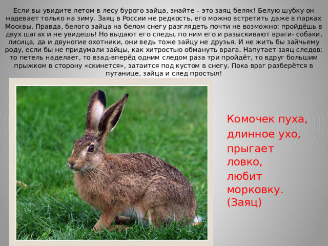 Если вы увидите летом в лесу бурого зайца, знайте – это заяц беляк! Белую шубку он надевает только на зиму. Заяц в России не редкость, его можно встретить даже в парках Москвы. Правда, белого зайца на белом снегу разглядеть почти не возможно: пройдёшь в двух шагах и не увидешь! Но выдают его следы, по ним его и разыскивают враги- собаки, лисица, да и двуногие охотники, они ведь тоже зайцу не друзья. И не жить бы зайчьему роду, если бы не придумали зайцы, как хитростью обмануть врага. Напутает заяц следов: то петель наделает, то взад-вперёд одним следом раза три пройдёт, то вдруг большим прыжком в сторону «скинется», затаится под кустом в снегу. Пока враг разберётся в путанице, зайца и след простыл!   Комочек пуха, длинное ухо, прыгает ловко, любит морковку. (Заяц)