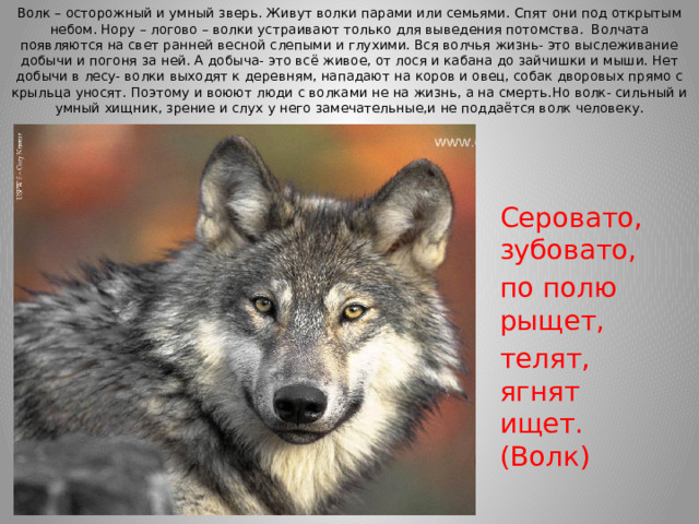 Волк – осторожный и умный зверь. Живут волки парами или семьями. Спят они под открытым небом. Нору – логово – волки устраивают только для выведения потомства. Волчата появляются на свет ранней весной слепыми и глухими. Вся волчья жизнь- это выслеживание добычи и погоня за ней. А добыча- это всё живое, от лося и кабана до зайчишки и мыши. Нет добычи в лесу- волки выходят к деревням, нападают на коров и овец, собак дворовых прямо с крыльца уносят. Поэтому и воюют люди с волками не на жизнь, а на смерть.Но волк- сильный и умный хищник, зрение и слух у него замечательные,и не поддаётся волк человеку.   Серовато, зубовато, по полю рыщет, телят, ягнят ищет. (Волк)