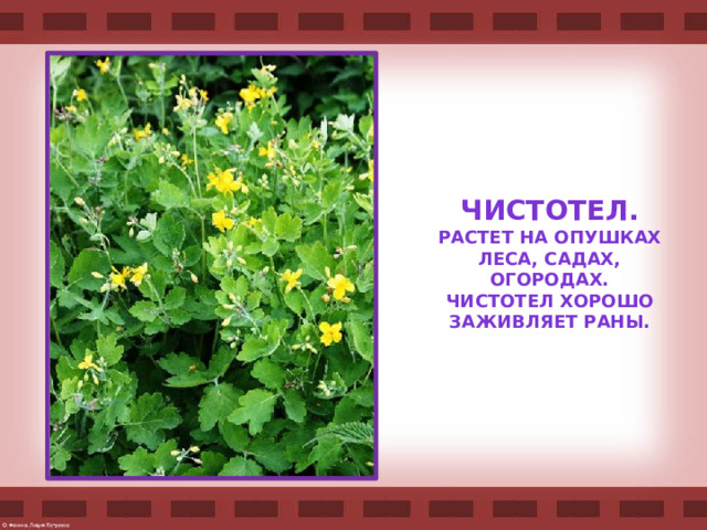 Чистотел. Растет на опушках леса, садах, огородах. Чистотел хорошо заживляет раны.