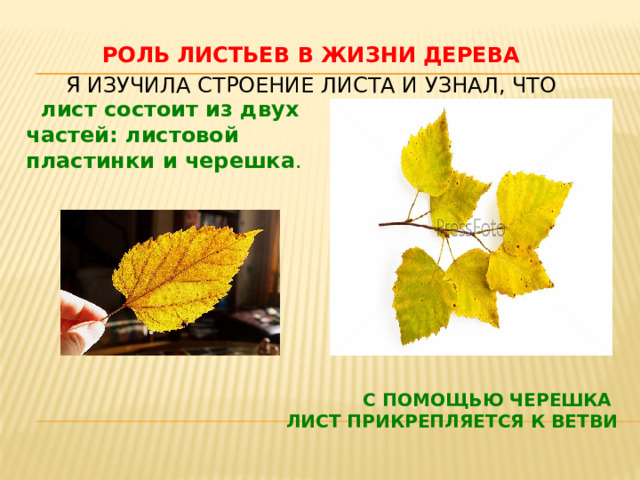 Роль листьев в жизни дерева Я изучила строение листа и узнал, что  лист состоит из двух частей: листовой пластинки и черешка . С помощью черешка  лист прикрепляется к ветви