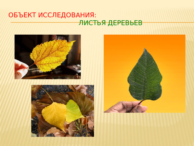 Объект исследования:  листья деревьев
