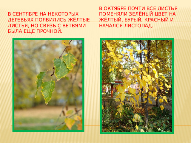 В сентябре на некоторых деревьях появились жёлтые листья, но связь с ветвями была еще прочной. В октябре почти все листья поменяли зелёный цвет на жёлтый, бурый, красный и начался листопад.