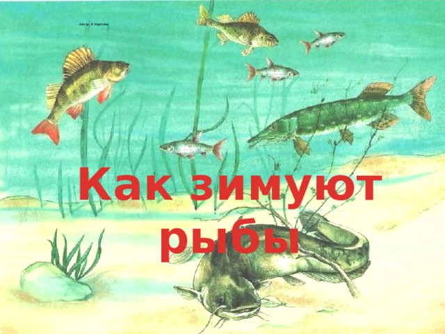 Автор: Л.Карпова   Как зимуют рыбы