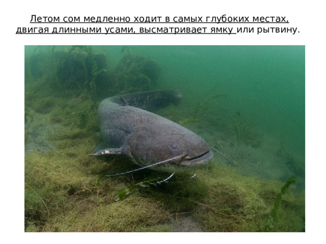 Летом сом медленно ходит в самых глубоких местах, двигая длинными усами, высматривает ямку или рытвину.