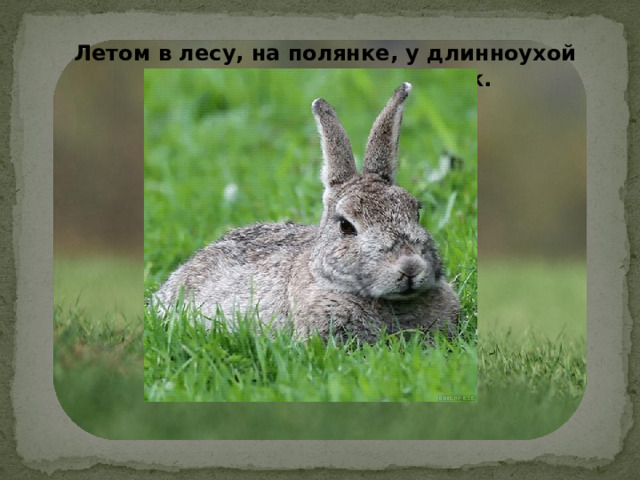 Летом в лесу, на полянке, у длинноухой зайчихи родился зайчонок.