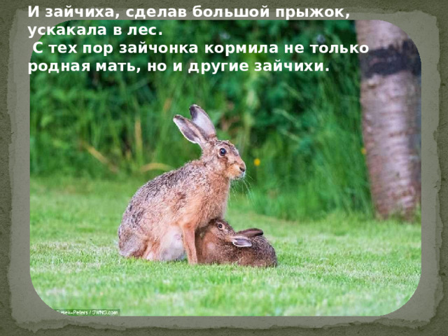 И зайчиха, сделав большой прыжок, ускакала в лес.  С тех пор зайчонка кормила не только родная мать, но и другие зайчихи.