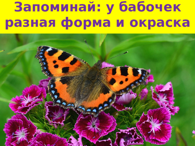 Запоминай: у бабочек разная форма и окраска