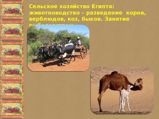 Сельское хозяйство Египта: животноводство – разведение коров, верблюдов, коз, быков. Занятие рыболовством.