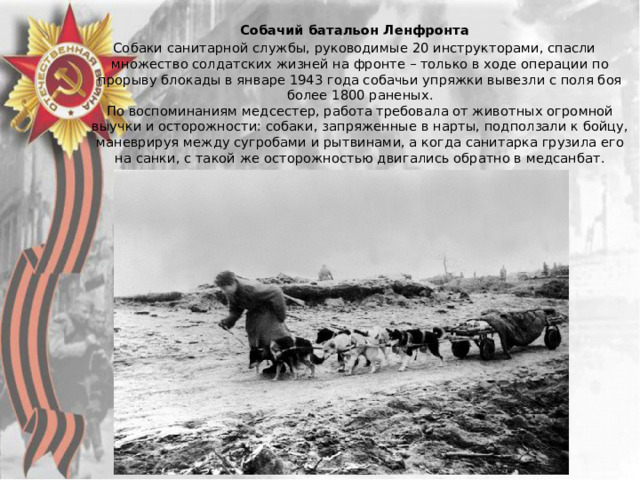 Собачий батальон Ленфронта Собаки санитарной службы, руководимые 20 инструкторами, спасли множество солдатских жизней на фронте – только в ходе операции по прорыву блокады в январе 1943 года собачьи упряжки вывезли с поля боя более 1800 раненых.  По воспоминаниям медсестер, работа требовала от животных огромной выучки и осторожности: собаки, запряженные в нарты, подползали к бойцу, маневрируя между сугробами и рытвинами, а когда санитарка грузила его на санки, с такой же осторожностью двигались обратно в медсанбат.