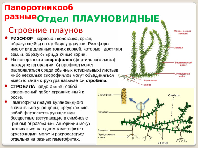 Папоротникообразные  Отдел ПЛАУНОВИДНЫЕ Строение плаунов РИЗОФОР - корневая подставка, орган, образующийся на стеблях у плаунов. Ризофоры имеют вид длинных тонких корней, которые, достигая земли, образуют придаточные корни. На поверхности спорофилла (фертильного листа) находятся спорангии. Спорофилл может располагаться среди обычных (стерильных) листьев, либо несколько спорофиллов могут объединяться вместе: такая структура называется стробила . СТРОБИЛА представляет собой спороносный побег, ограниченный в росте. Гаметофиты плауна булавовидного значительно упрощены, представляют собой фотосинтезирующие или бесцветные (вступающие в симбиоз с грибом) образования. Антеридии могут развиваться на одном гаметофите с архегониями, могут и располагаться отдельно на разных гаметофитах.