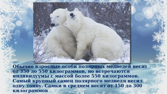 Обычно взрослые особи полярных медведей весят от 350 до 550 килограммов, но встречаются индивидуумы с массой более 550 килограммов. Самый крупный самец полярного медведя весил одну тонну. Самки в среднем весят от 150 до 300 килограммов