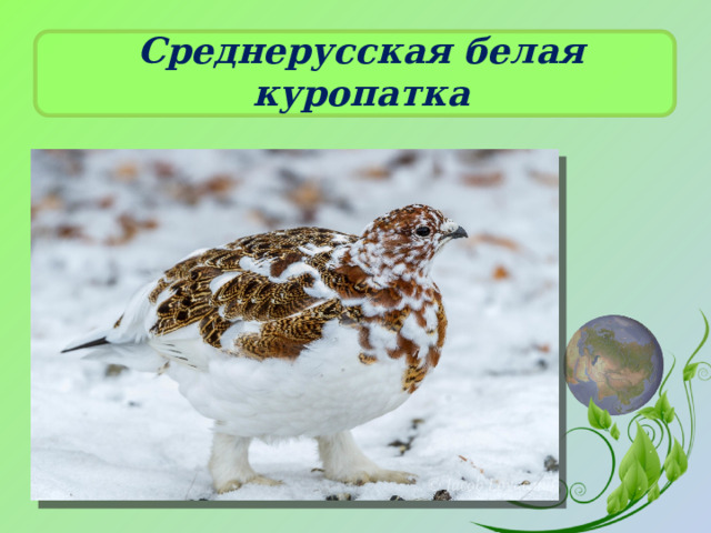 Среднерусская белая куропатка