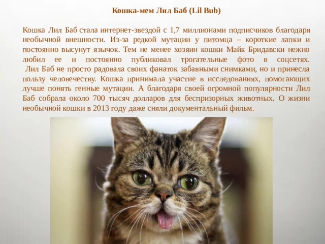 Кошка-мем Лил Баб (Lil Bub) Кошка Лил Баб стала интернет-звездой с 1,7 миллионами подписчиков благодаря необычной внешности. Из-за редкой мутации у питомца – короткие лапки и постоянно высунут язычок. Тем не менее хозяин кошки Майк Бридавски нежно любил ее и постоянно публиковал трогательные фото в соцсетях.  Лил Баб не просто радовала своих фанаток забавными снимками, но и принесла пользу человечеству. Кошка принимала участие в исследованиях, помогающих лучше понять генные мутации. А благодаря своей огромной популярности Лил Баб собрала около 700 тысяч долларов для беспризорных животных. О жизни необычной кошки в 2013 году даже сняли документальный фильм.