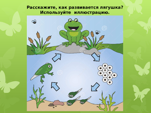 Расскажите, как развивается лягушка? Используйте иллюстрацию.