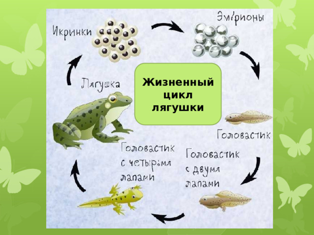 Жизненный цикл лягушки