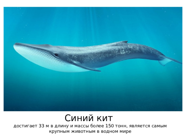 Синий кит  достигает 33 м в длину и массы более 150 тонн, является самым крупным животным в водном мире