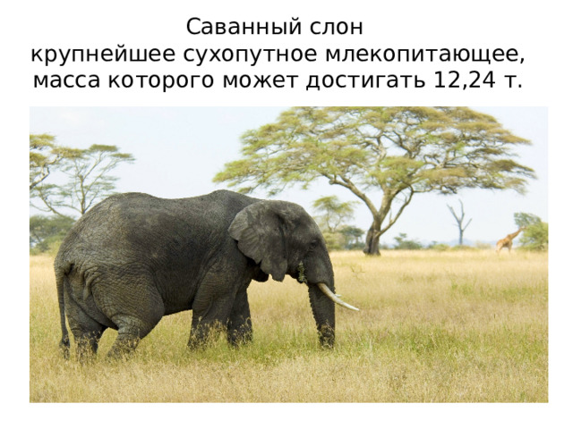 Саванный слон  крупнейшее сухопутное млекопитающее, масса которого может достигать 12,24 т.