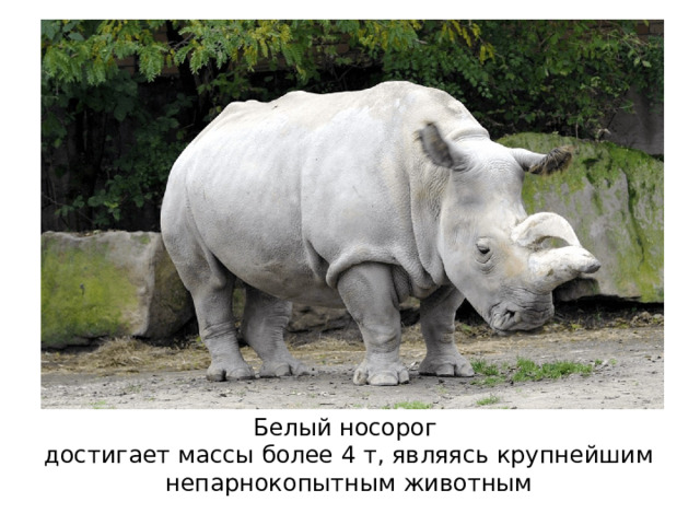Белый носорог  достигает массы более 4 т, являясь крупнейшим непарнокопытным животным
