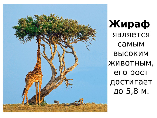 Жираф   является самым высоким животным, его рост достигает до 5,8 м.