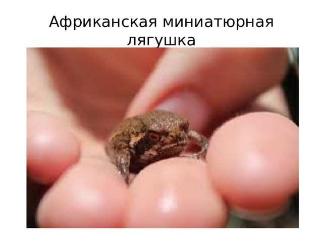 Африканская миниатюрная лягушка