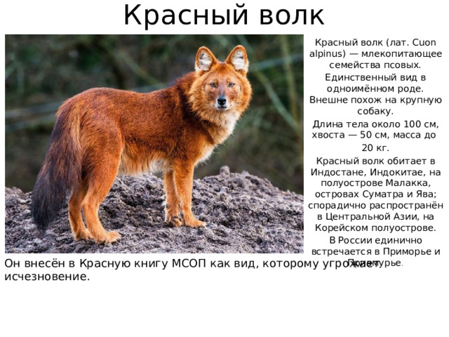 Красный волк Красный волк (лат. Cuon alpinus) — млекопитающее семейства псовых. Единственный вид в одноимённом роде. Внешне похож на крупную собаку. Длина тела около 100 см, хвоста — 50 см, масса до 20 кг. Красный волк обитает в Индостане, Индокитае, на полуострове Малакка, островах Суматра и Ява; спорадично распространён в Центральной Азии, на Корейском полуострове. В России единично встречается в Приморье и Приамурье .   Он внесён в Красную книгу МСОП как вид, которому угрожает исчезновение.