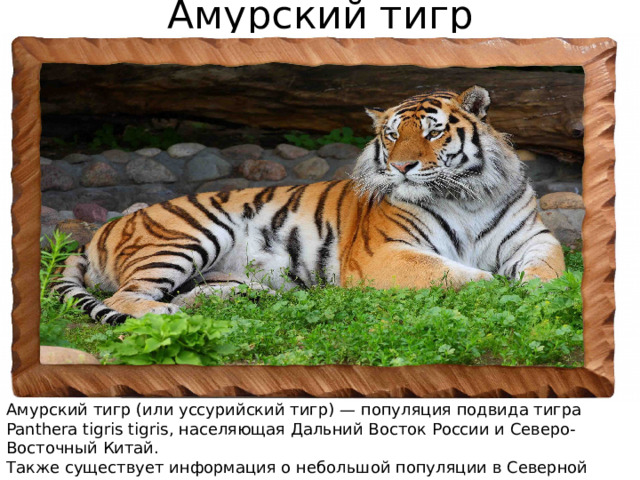 Амурский тигр Амурский тигр (или уссурийский тигр) — популяция подвида тигра Panthera tigris tigris, населяющая Дальний Восток России и Северо-Восточный Китай. Также существует информация о небольшой популяции в Северной Корее. Амурский тигр занесен в Красную книгу Российской Федерации. 
