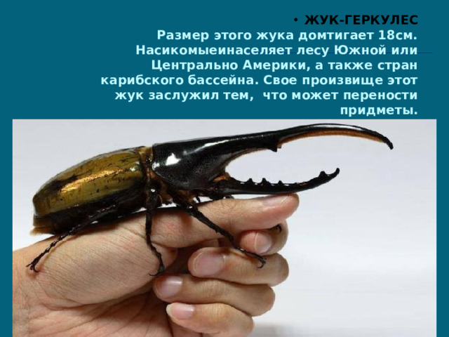ЖУК-ГЕРКУЛЕС  Размер этого жука домтигает 18см. Насикомыеинаселяет лесу Южной или Центрально Америки, а также стран карибского бассейна. Свое произвище этот жук заслужил тем, что может перености придметы.
