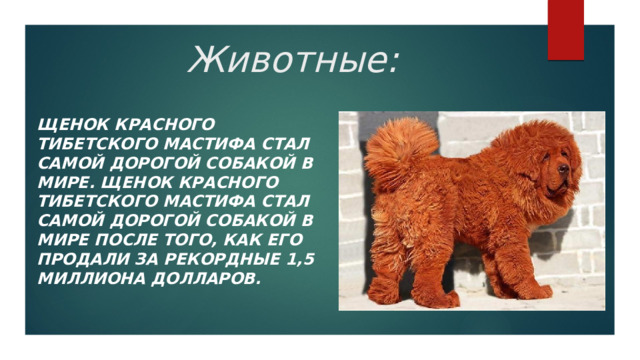 Животные: Щенок красного Тибетского мастифа стал самой дорогой собакой в мире. Щенок красного Тибетского мастифа стал самой дорогой собакой в мире после того, как его продали за рекордные 1,5 миллиона долларов.